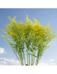 Asters Assorted BULK BOX 180 Stems 2