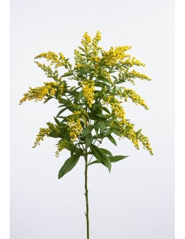 Asters By the Box 12 Bunches