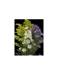 Asters By the Box 12 Bunches 2