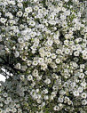 Gypsophila By the Box 13 Bunches