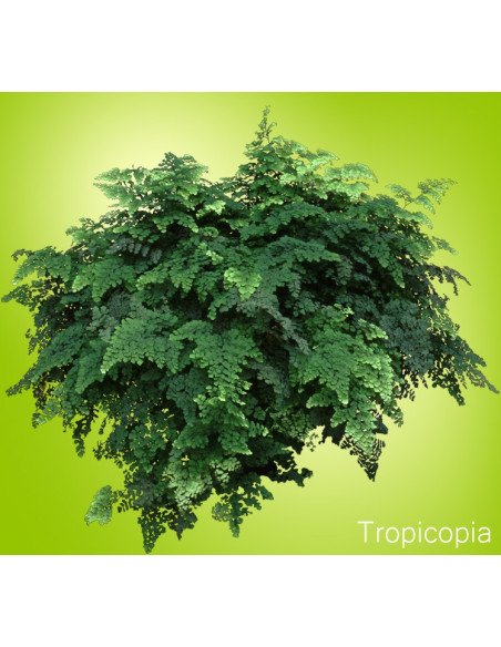 Maiden Hair Fern 10 stem bunch