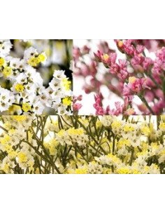 Limonium By the Box 12 Bunches