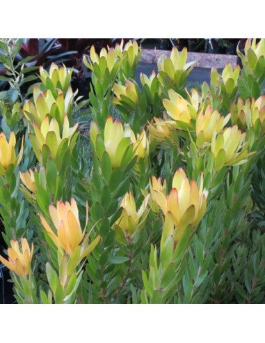 Leucadendron 5 / 10 / 15 / 20 Bunches Leucadendron 5 / 10 / 15 / 20 Bunches