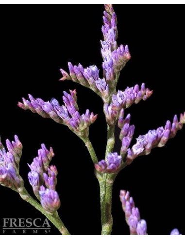 Limonium By the Box 12 Bunches
