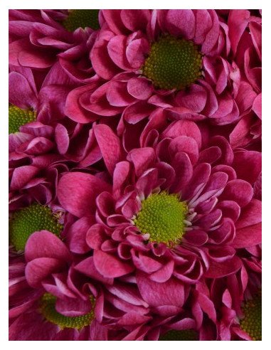 Daisy Fall Pack 14 Bunches