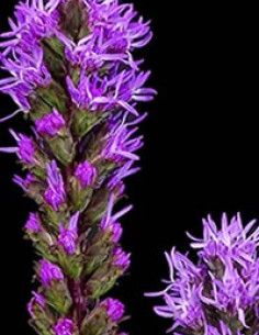 Liatris By the Box 12 Bunches