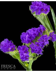 Statice Giant Blue 11 Bunches