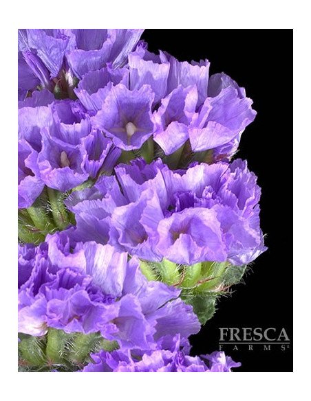 Statice Purple 11 Bunches