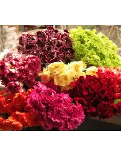 Carnations 2