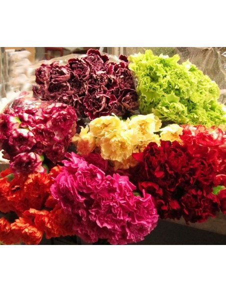 Carnations