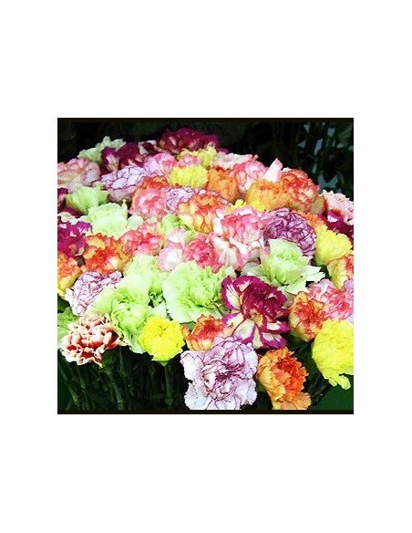 Carnations