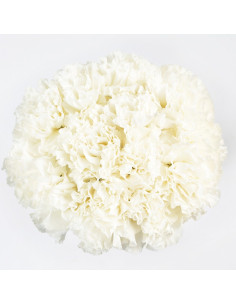 Carnations Solid White