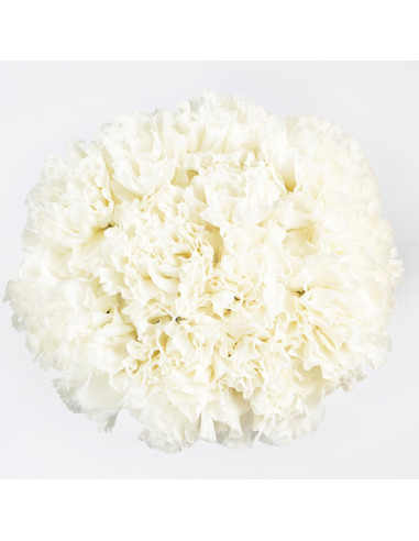 Carnations Solid White