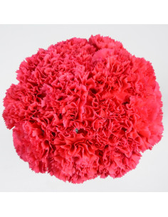 Carnations Solid Hot PInk