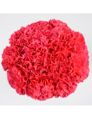 Carnations Solid Hot PInk