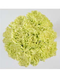 Carnations Solid Green
