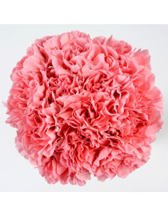 Carnations Solid Light PInk