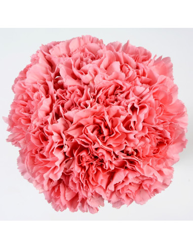 Carnations Solid Light PInk