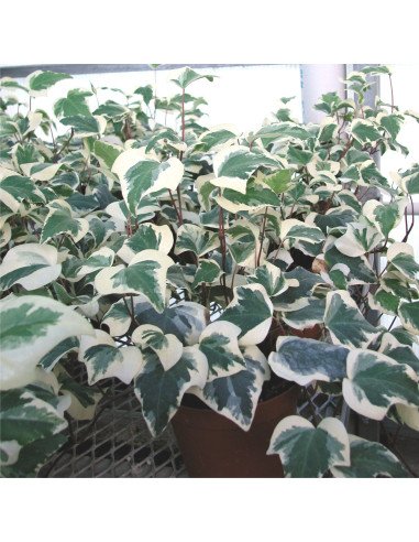 Variegated English Ivy Garland Variegated English Ivy Garland