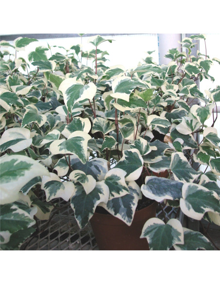 Variegated English Ivy Garland