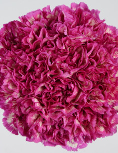Carnations Solid Red 150 / 75 stems