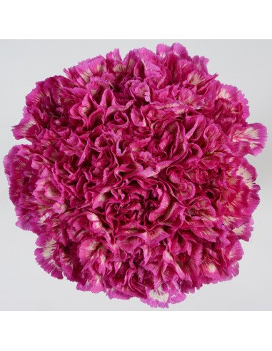 Carnation Wedding Assortment, 100/100 Stems - White, Lavender