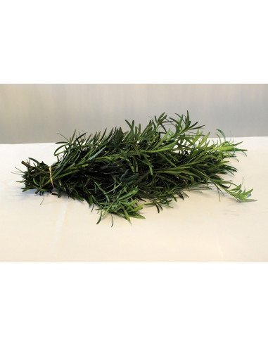 Weeping Podocarpus Garland Weeping Podocarpus Garland