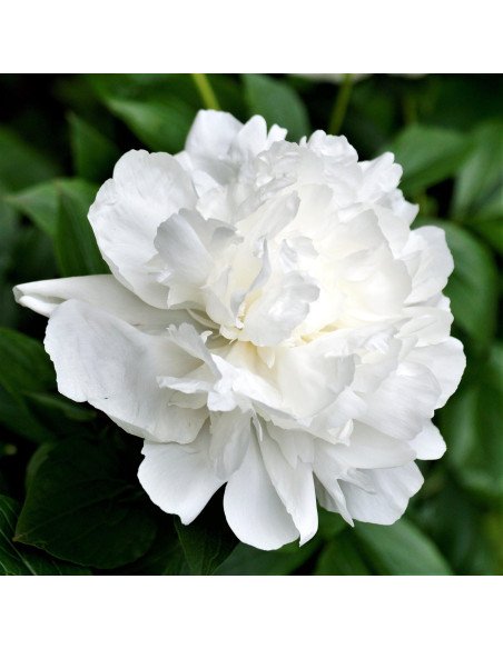 White Duchess de nemour Peonies 100 stems