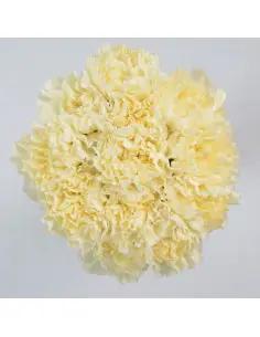 Carnations Solid Cream