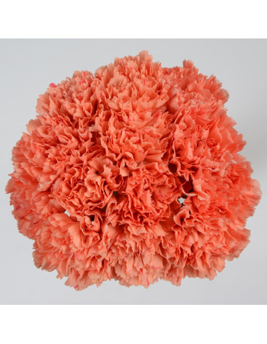 Carnations Solid Orange