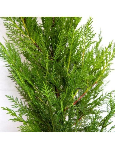 Leylandi Cedar 10 bunches for wholesale by Florasource