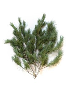 White Pine 10 bunches