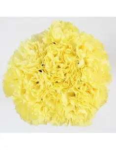 Carnations Solid Yellow