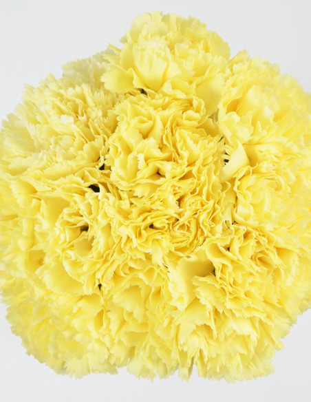Carnations Solid Yellow 150 / 75 stems