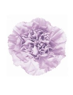 Carnations Solid Lavender