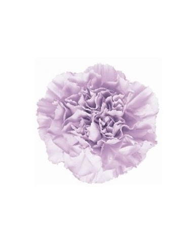 Carnations Solid Lavender
