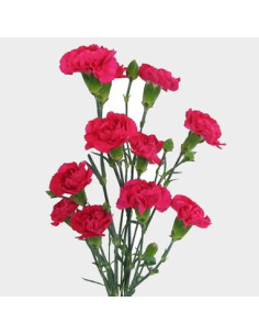 Dark Pink Mini Carnations 150 stems