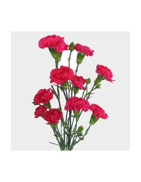 Dark Pink Mini Carnations 150 / 80 stems