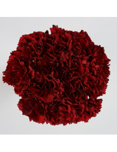 Carnations Solid Burgundy