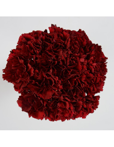 Carnations Solid Burgundy
