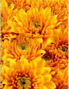 Cushions Assorted 12 Bunches