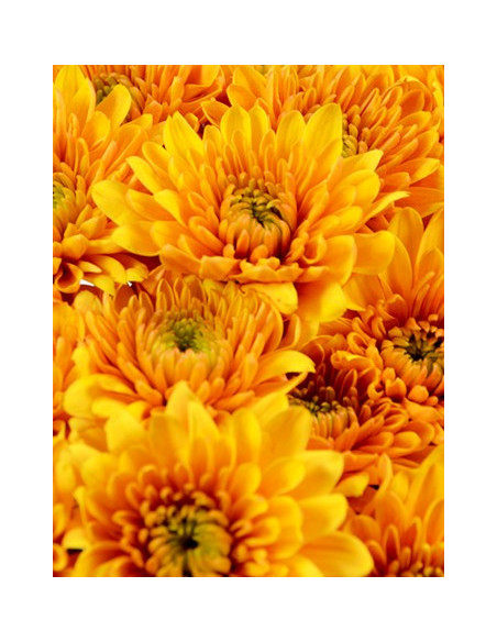 Cushions Assorted 6 / 12 Bunches