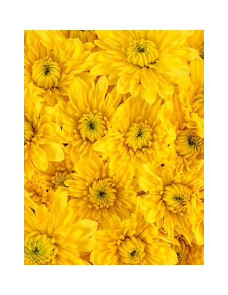 Cushions Assorted 12 Bunches