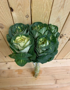 Kale (Brassica) 30 Stems
