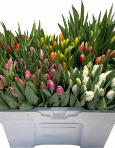 Premium Holland Tulips / Single Bloom 100 stems