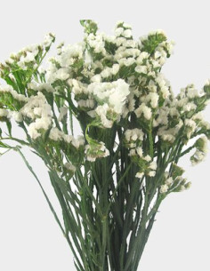 Statice White 11 Bunches