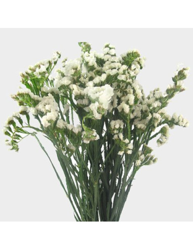 Wholesale Statice White - 110 Stems Bulk Box | Florasource