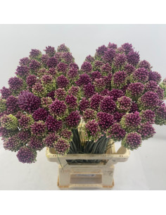 Allium Bullet 80cm 200 stems