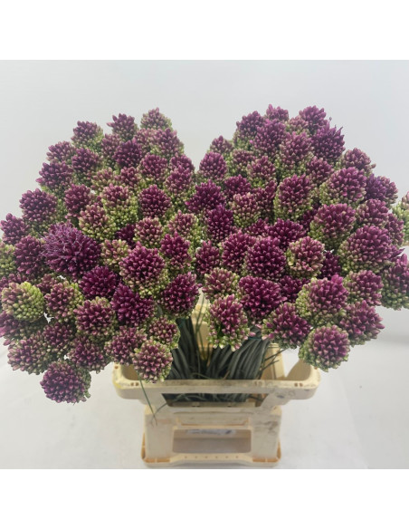 Allium Bullet 80cm 200 stems