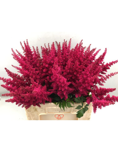 Wholesale Astilbe Fanal Red - 100 Stems Bulk | Florasource